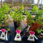 Moruša biela (Morus alba) ´GIANT FRUIT´ - výška 40-50 cm, kont. C3L - ČIERNOPLODÁ - VEĽKOPLODÁ